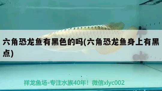 金龍魚(yú)在上面不愛(ài)游動(dòng)(金龍魚(yú)不愛(ài)游動(dòng)不吃食)