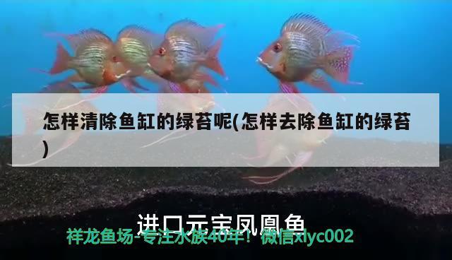 怎樣清除魚(yú)缸的綠苔呢(怎樣去除魚(yú)缸的綠苔) 大白鯊魚(yú)苗