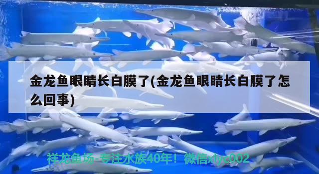 金龍魚眼睛長白膜了(金龍魚眼睛長白膜了怎么回事)