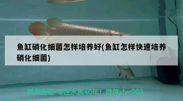 魚缸硝化細(xì)菌怎樣培養(yǎng)好(魚缸怎樣快速培養(yǎng)硝化細(xì)菌) 硝化細(xì)菌