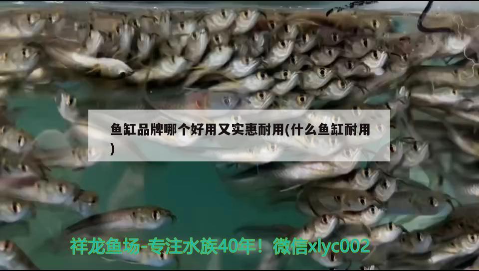 魚(yú)缸品牌哪個(gè)好用又實(shí)惠耐用(什么魚(yú)缸耐用) 三間鼠魚(yú)