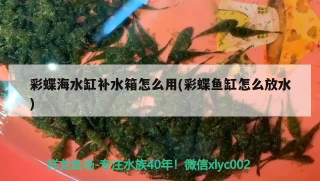 彩蝶海水缸補水箱怎么用(彩蝶魚缸怎么放水) 恐龍王魚