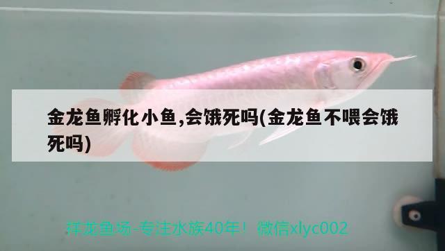 為什么魚缸里的水總是變綠，魚缸水發(fā)綠是怎么回事 養(yǎng)魚的好處 第3張