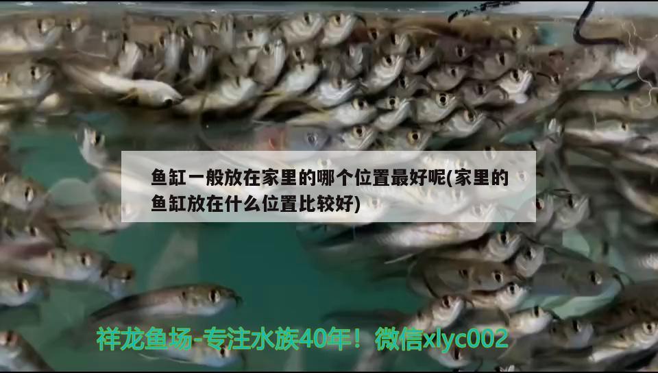 魚缸一般放在家里的哪個位置最好呢(家里的魚缸放在什么位置比較好) 魚糧魚藥