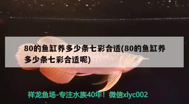 80的魚缸養(yǎng)多少條七彩合適(80的魚缸養(yǎng)多少條七彩合適呢)