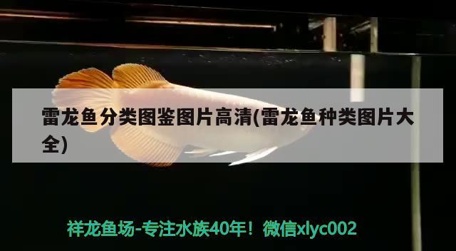 銀龍魚和食人魚能混養(yǎng)嗎（銀龍魚和其他魚能一起養(yǎng)嗎） 食人魚（水虎） 第3張