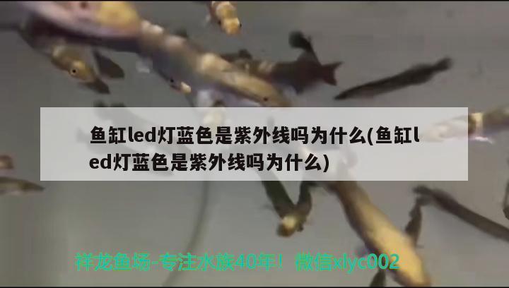 魚缸led燈藍色是紫外線嗎為什么(魚缸led燈藍色是紫外線嗎為什么) 粗線銀版魚