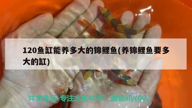 120魚缸能養(yǎng)多大的錦鯉魚(養(yǎng)錦鯉魚要多大的缸) 黑桃A魚苗