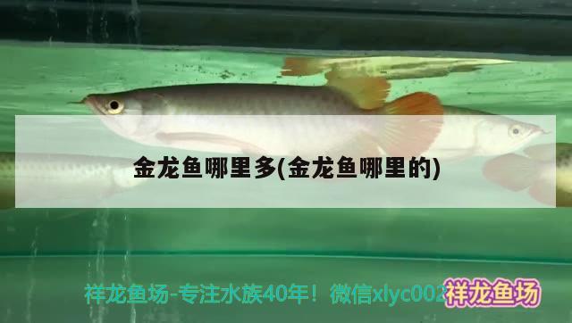 金龍魚哪里多(金龍魚哪里的)