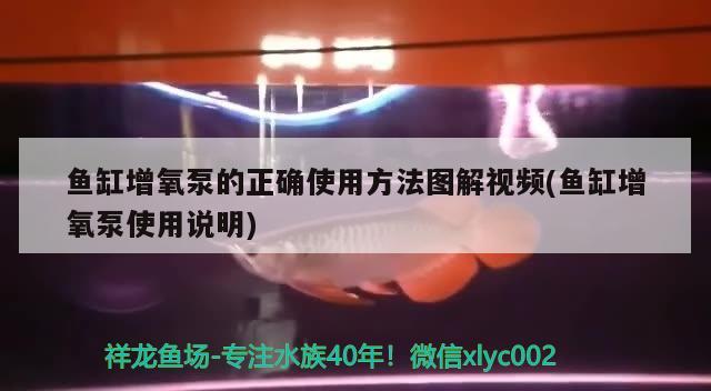 魚缸增氧泵的正確使用方法圖解視頻(魚缸增氧泵使用說明)