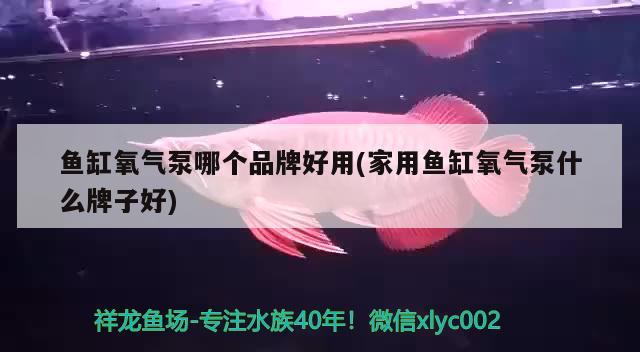 魚缸氧氣泵哪個品牌好用(家用魚缸氧氣泵什么牌子好) 暹羅巨鯉