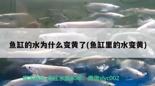 魚缸的水為什么變黃了(魚缸里的水變黃) 銀龍魚百科