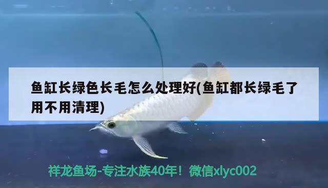 魚缸長綠色長毛怎么處理好(魚缸都長綠毛了用不用清理) 七彩神仙魚