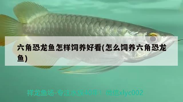 突然感覺有點(diǎn)空 巴西亞魚 第2張