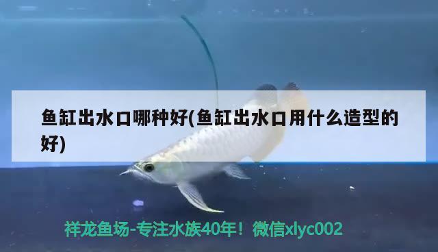 水虎魚分類有哪些，食人魚分哪幾種