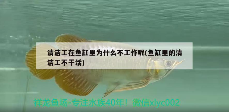 清潔工在魚缸里為什么不工作呢(魚缸里的清潔工不干活) 蘇虎苗（蘇門答臘虎魚苗）