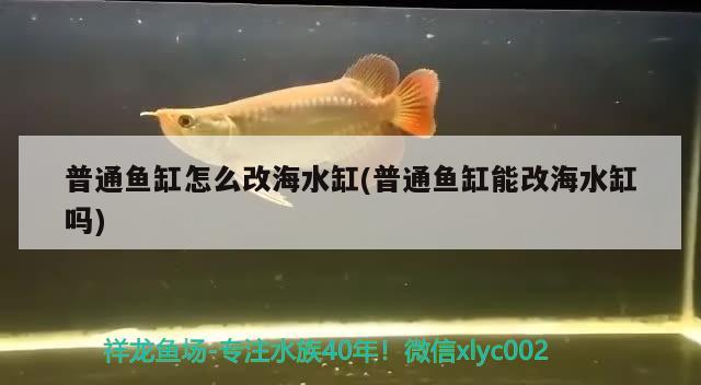 普通魚缸怎么改海水缸(普通魚缸能改海水缸嗎) 大白鯊魚