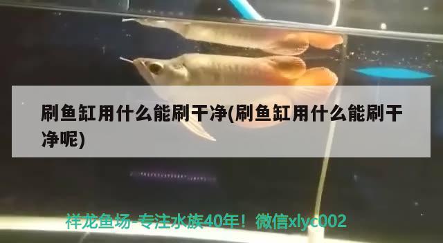 刷魚缸用什么能刷干凈(刷魚缸用什么能刷干凈呢)