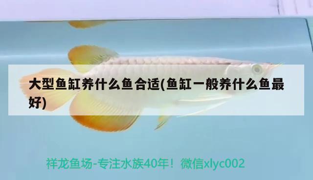 大型魚缸養(yǎng)什么魚合適(魚缸一般養(yǎng)什么魚最好) 稀有金龍魚