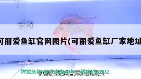 可麗愛魚缸官網(wǎng)圖片(可麗愛魚缸廠家地址) 蝴蝶鯉魚苗