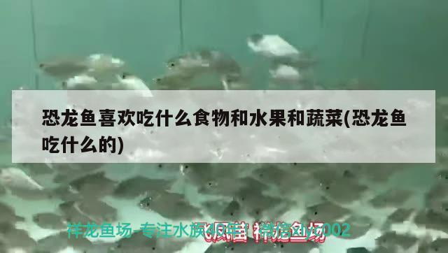 荷蘭鳳凰魚攻擊性強嗎(荷蘭鳳凰魚會攻擊別的魚嗎) 觀賞魚 第1張