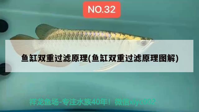 黑色金龍魚圖片大全欣賞（黑色銀龍魚圖片）