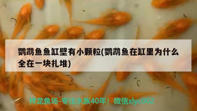 藍(lán)禮服孔雀魚和藍(lán)白孔雀魚雜交：孔雀魚的仔仔什么時候能交配