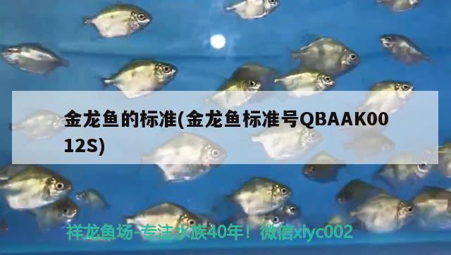 欽州觀賞魚市場給魚過了個七夕