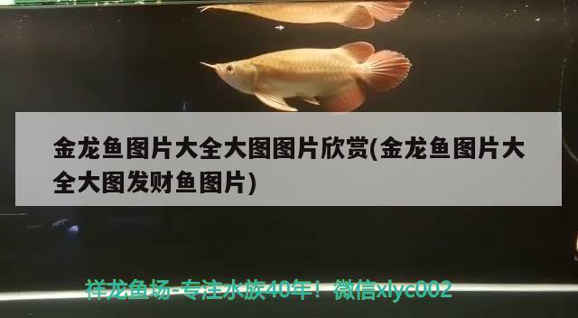 金龍魚圖片大全大圖圖片欣賞(金龍魚圖片大全大圖發(fā)財魚圖片)