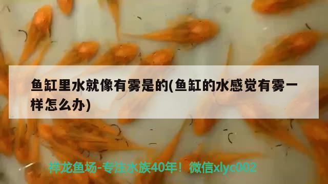 魚(yú)缸加底砂的利弊分析論文(魚(yú)缸加底砂水渾濁可以下魚(yú)嗎) 大白鯊魚(yú)苗 第2張