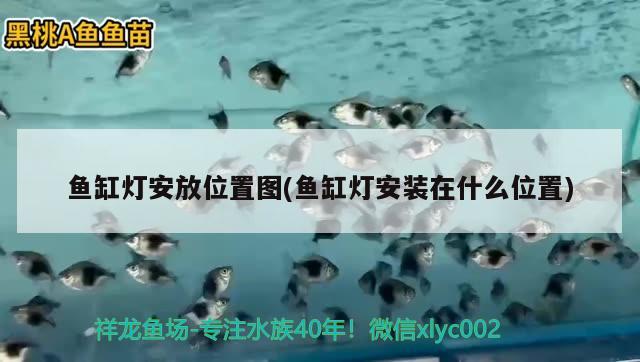 魚缸燈安放位置圖(魚缸燈安裝在什么位置) 虎斑恐龍魚