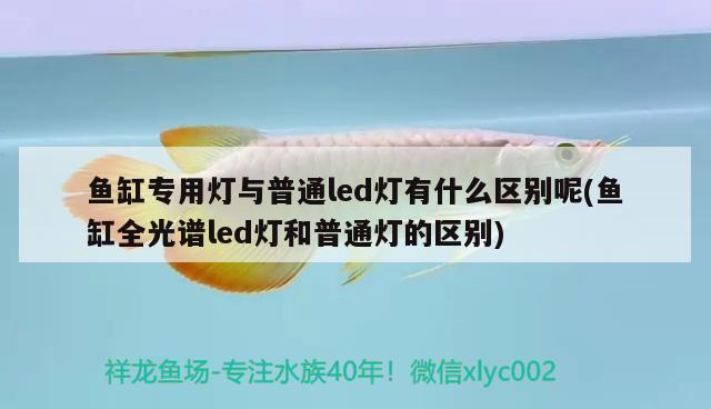 魚缸專用燈與普通led燈有什么區(qū)別呢(魚缸全光譜led燈和普通燈的區(qū)別)