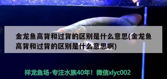 金龍魚高背和過背的區(qū)別是什么意思(金龍魚高背和過背的區(qū)別是什么意思啊) 印尼紅龍魚