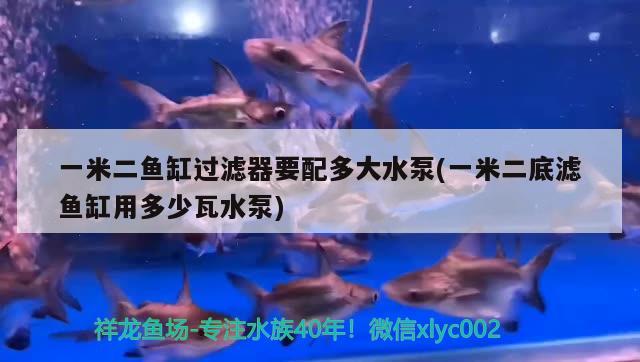 一米二魚缸過濾器要配多大水泵(一米二底濾魚缸用多少瓦水泵) 一眉道人魚苗 第2張