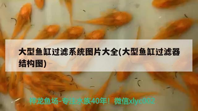 龍魚是招財魚嗎圖片（羅漢魚和招財魚混養(yǎng)方法是什么） 黃金鴨嘴魚 第2張