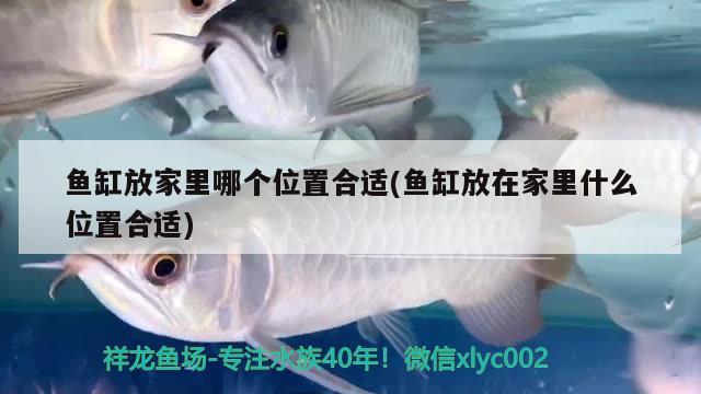 魚缸放家里哪個位置合適(魚缸放在家里什么位置合適) 黃金貓魚百科