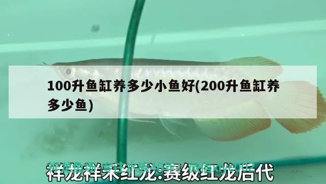 100升魚缸養(yǎng)多少小魚好(200升魚缸養(yǎng)多少魚)