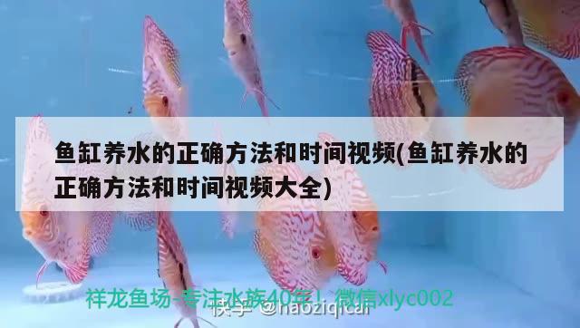 魚(yú)缸養(yǎng)水的正確方法和時(shí)間視頻(魚(yú)缸養(yǎng)水的正確方法和時(shí)間視頻大全) 黃金鴨嘴魚(yú)