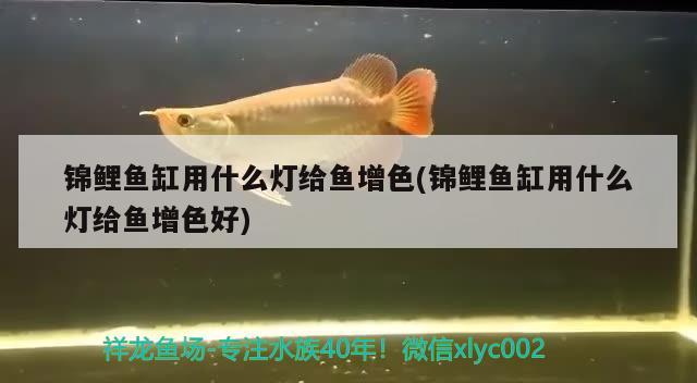 錦鯉魚缸用什么燈給魚增色(錦鯉魚缸用什么燈給魚增色好) 檸檬鯽