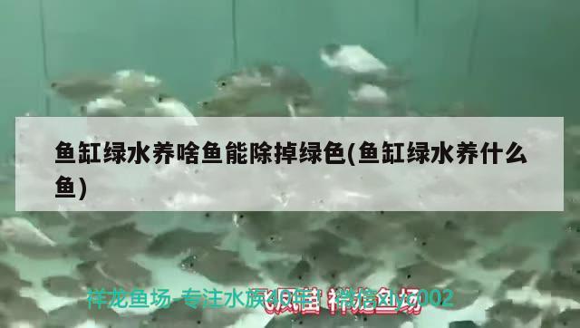 魚缸綠水養(yǎng)啥魚能除掉綠色(魚缸綠水養(yǎng)什么魚) 南美異形觀賞魚