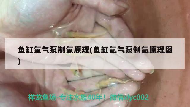 魚缸氧氣泵制氧原理(魚缸氧氣泵制氧原理圖) 斯維尼關(guān)刀魚