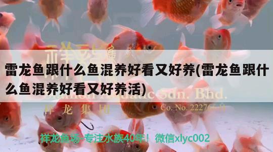 雷龍魚跟什么魚混養(yǎng)好看又好養(yǎng)(雷龍魚跟什么魚混養(yǎng)好看又好養(yǎng)活) 黑水素