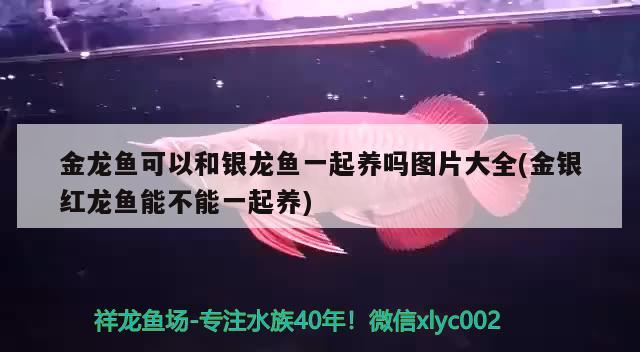 金龍魚可以和銀龍魚一起養(yǎng)嗎圖片大全(金銀紅龍魚能不能一起養(yǎng))