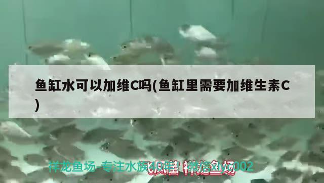 魚缸水可以加維C嗎(魚缸里需要加維生素C) 金三間魚