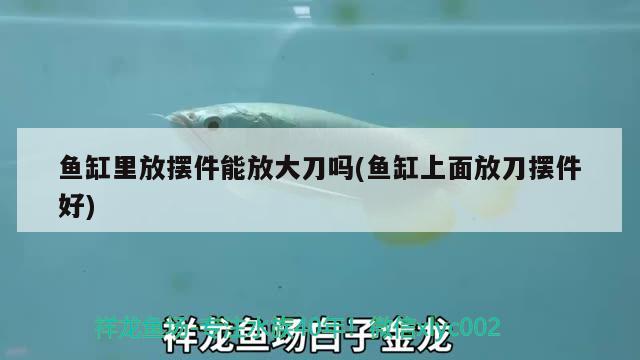 白招財魚如何養(yǎng)，白子招財龍和什么魚混養(yǎng) 養(yǎng)魚的好處 第2張