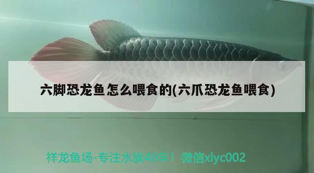 六腳恐龍魚怎么喂食的(六爪恐龍魚喂食) 祥龍龍魚專用水族燈