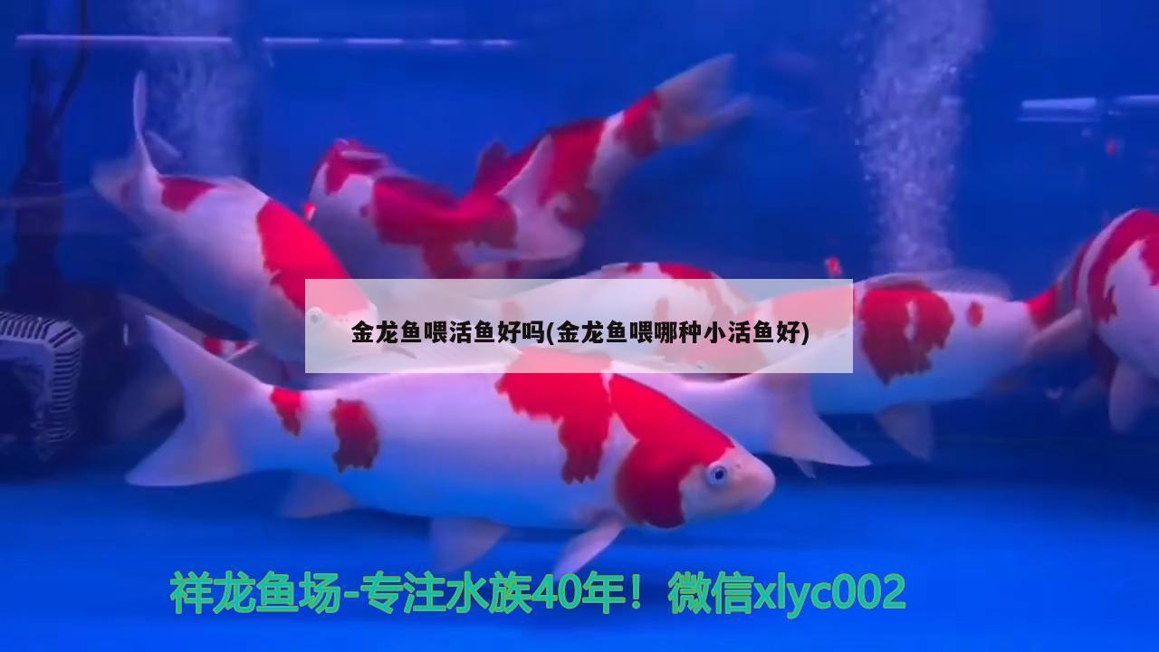 金龍魚(yú)喂活魚(yú)好嗎(金龍魚(yú)喂哪種小活魚(yú)好) 七彩神仙魚(yú)