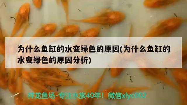 為什么魚缸的水變綠色的原因(為什么魚缸的水變綠色的原因分析)