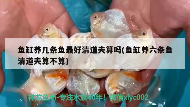 魚缸養(yǎng)幾條魚最好清道夫算嗎(魚缸養(yǎng)六條魚清道夫算不算) 銀龍魚百科