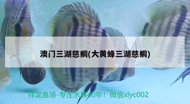 澳門三湖慈鯛(大黃蜂三湖慈鯛) 廣州祥龍國(guó)際水族貿(mào)易